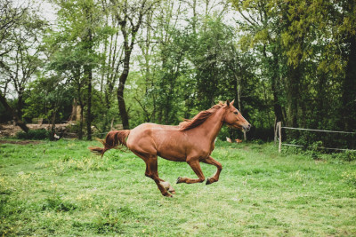 Pferd auf Wiese