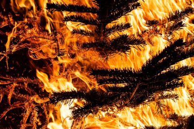 Brennender Weihnachtsbaum