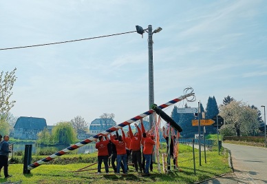 Aufstellen des Maibaumes