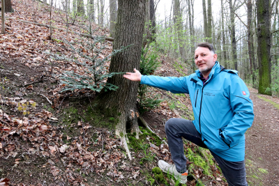 Thomas Neidhardt zeigt im Schmöllner Stadtwald eine junge Eibe am Stamm einer alten Eiche als Beispiel natürlicher Verjüngung.