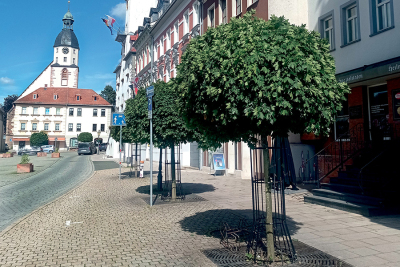 Der Spitzahorn mit seiner Sorte „Globosum“ auf dem Schmöllner Markt.
