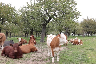 Rinder auf einer Weide im Altenburger Land