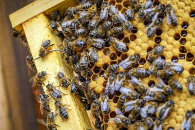 Fleißige Bienen machen guten Honig