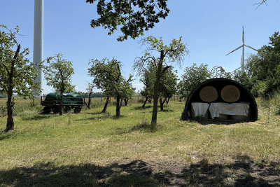 Bestand an alten Obstbäumen auf der Streuobstwiese Neubraunshain