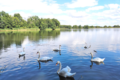 Schwäne an den Haselbacher Teichen