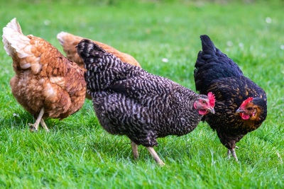 Nahaufnahme von drei Hühnern auf einer Wiese.