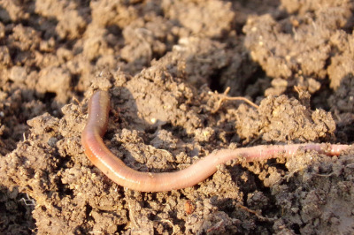 Regenwurm 