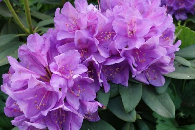 Rhododendronblüten