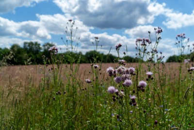 Beispielbild Sommerweise/Feld