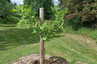 Thümmeleiche in Vollmershain, Foto: Brigitte Künzel