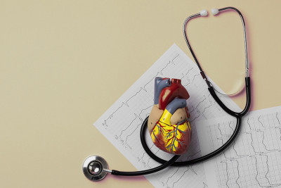 Anatomisches Herzmodell