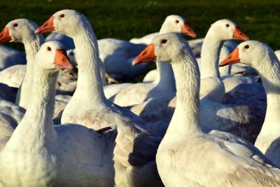 Gänseschar