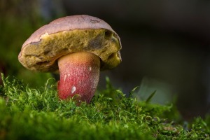 Pilz Symbolbild