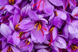 Safranblüten